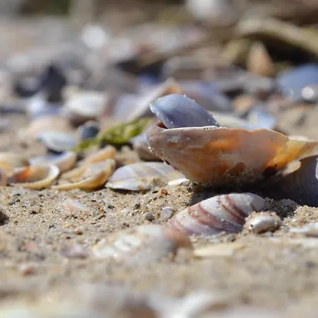 в Oasis Kamchia -the Favourite Blue Διαμέρισμα Bliznatsi