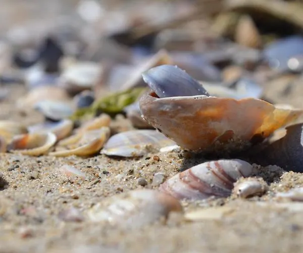 в Oasis Kamchia -the Favourite Blue Appartement Bliznatsi